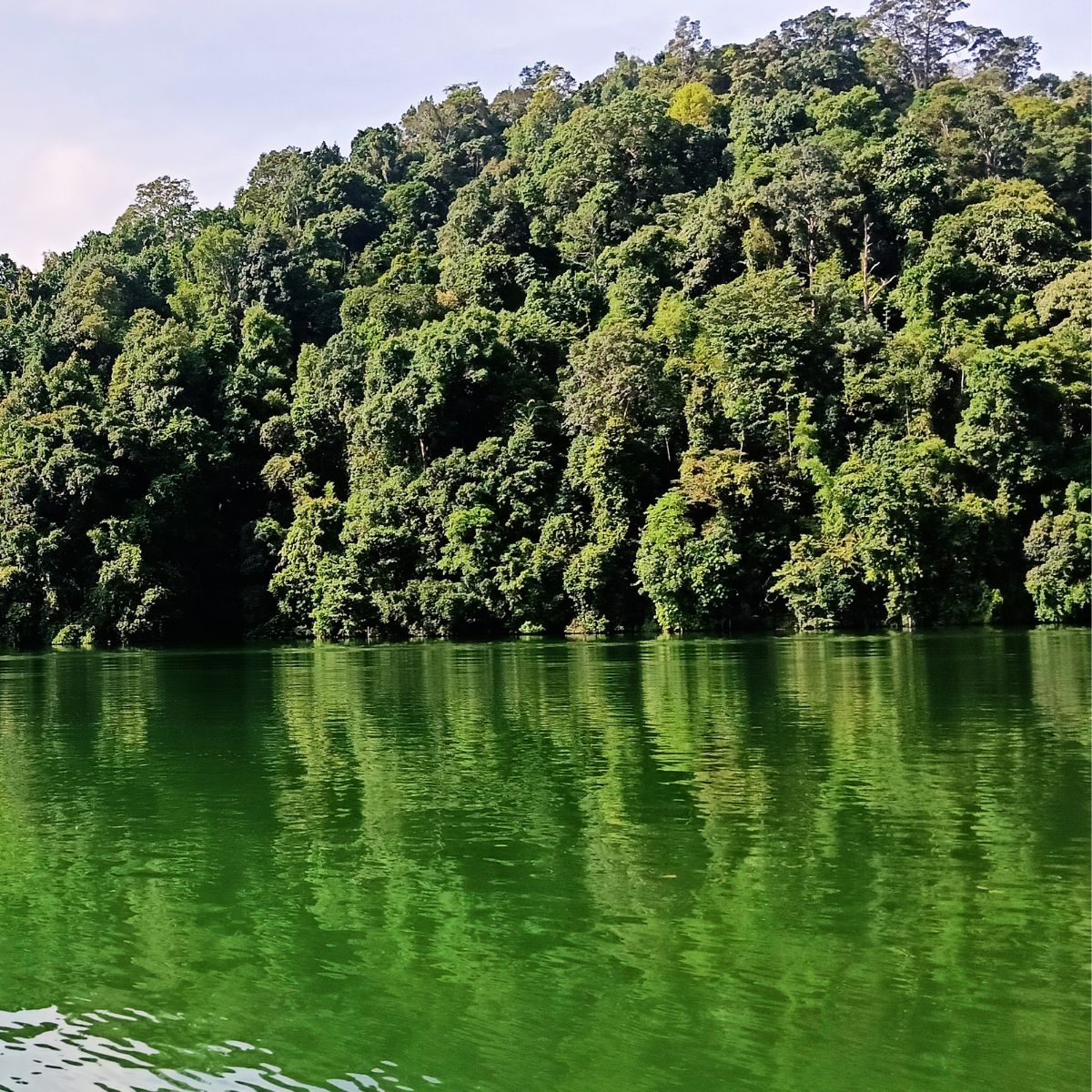 Royal Belum - Oldest Tropical Rainforest in the World